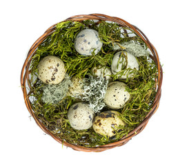 wicker basket lying in the green moss, quail eggs on a light background.