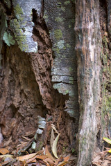 Rough bark on a decaying tree stump near Kuranda in Tropical North Queensland, Australia