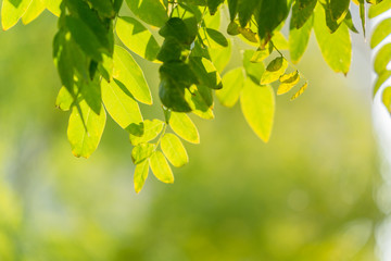 beautiful golden leaves in public park