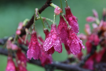 water drops from nature