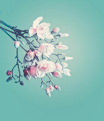 Magnolia spring blossom. Flowering branch of magnolia at turquoise background. Springtime concept. Floral border