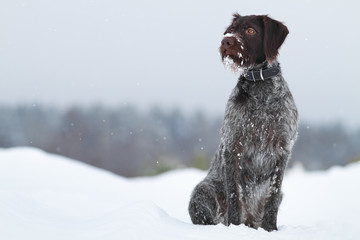 hunting dog sitting in the snow