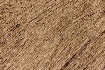 Reindeer fur background texture. Natural material pattern.