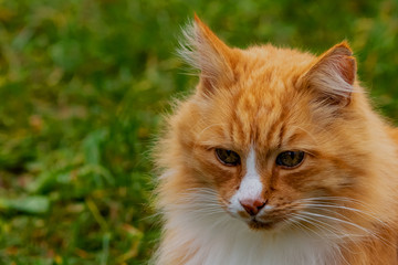 Naklejka na ściany i meble Amazed ginger wild adult cat listens carefully