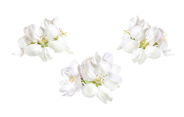 Fototapeta na wymiar White spring flowers isolated on white background, floral collage