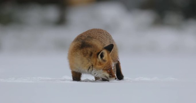 Red fox in white snow. Cold winter with orange fur fox. Hunting animal in snowy meadow, Germany Beautiful orange coat animal nature. Wildlife Europe. Detail close-up portrait of nice fox.