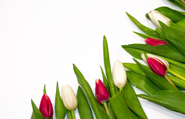 Floral frame on white background made of red and white tulip flowers button. Copy space for greeting on Valentine's day, International Women's day and Mother day. Beginning of spring.