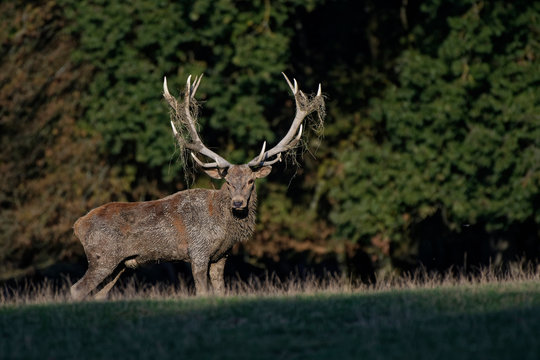 Cerf