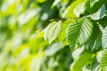 Leaves of ornamental bushes
