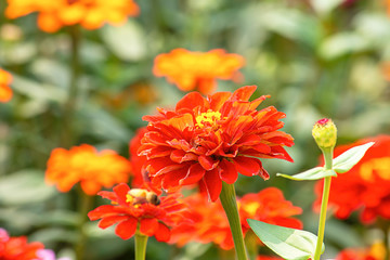 Orange Zinnia Bright colors attract insects.