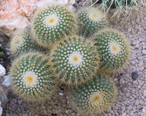 Naklejka na ściany i meble Group cactus in pot with white stone top up view,Eriocactus leninghausii,decoration garden,interior or outdoor