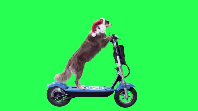 Dog riding a scooter in a Santa Claus suit on a green screen wide profile shot 4K