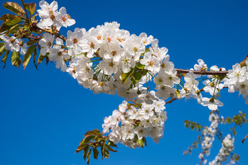 Kirschblüten vor einem blauen Himmel