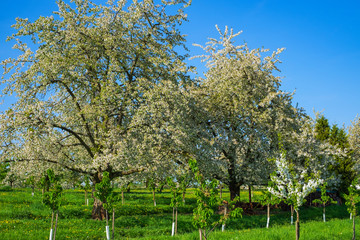 Fototapeta premium Kirschblüte im Rheingau