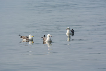 Some gulls are swimming on the water.