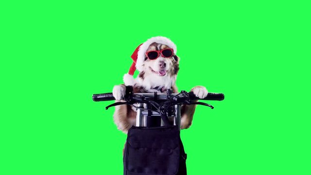 Dog riding a scooter in a Santa Claus suit on a green screen frontal close up shot 4K