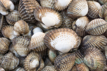 Raw fresh cockle clean shell be alive from cockle farm,delicious seafood,scallop,close up,Tegillarca granosa,Appetizer