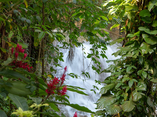 View through trees to Tropical Waterfall