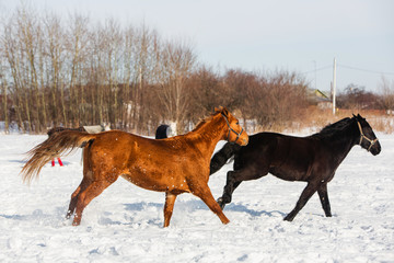 Fototapeta na wymiar Horses walking in winter field in the village