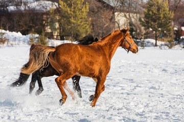 Horses walking in winter field in the village