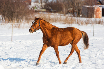 Obraz premium Horses walking in winter field in the village
