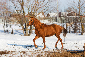 Horses walking in winter field in the village