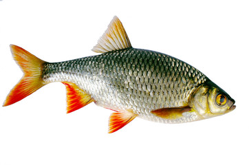  Fish rudd. Isolated on white.