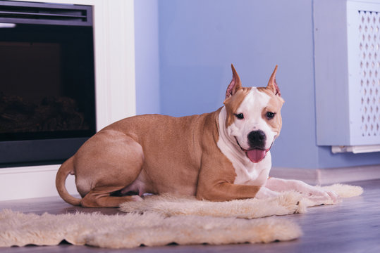  American Staffordshire Terrier on a pink armchair