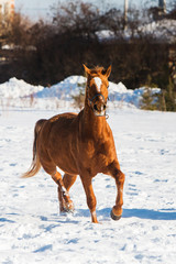 Horses walking in winter field in the village