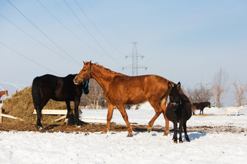 Horses walking in winter field in the village