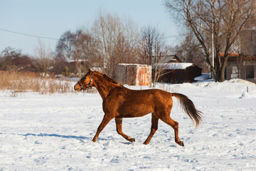 Horses walking in winter field in the village