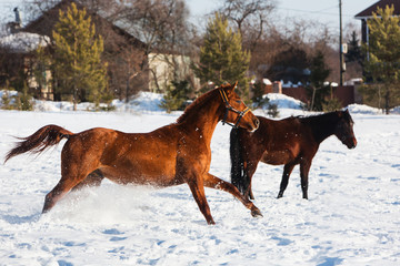 Horses walking in winter field in the village