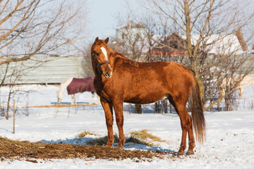 Horses walking in winter field in the village