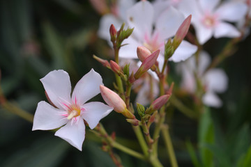 Common oleander