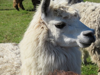 Yyama The Llama
