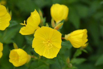 Narrowleaf evening primrose