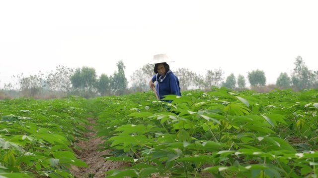 A female tapioca farmer who wearing a blue Mauhom T-shirt, wrapped around the neck with blue and white plaid loincloth, wearing a palm-leaf hat(ngop), is using a spade to hedge grass and weeds.