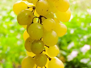 Ripe bunch of grapes in the garden. Close-up. Bunch of green grapes. A lot of ripe grapes close-up....
