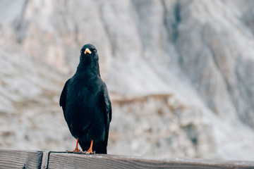 a black bird in the dolomites