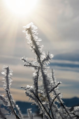 branches covered in snow and ice crystals