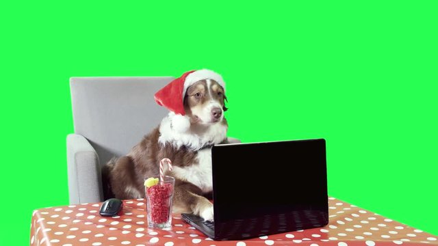 Dog wearing a Santa Claus hat working on a laptop, green screen wide frontal shot 4K