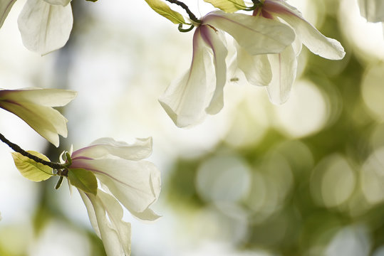 Magnolia flowers are beautiful on a natural garden background. Artistic tender photo.