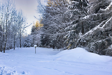beautiful winter forest