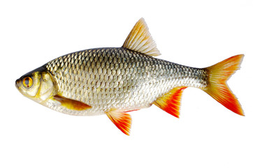 River rudd on a white background. Isolated on white
