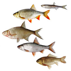 River peaceful fish on a white background. Isolated on white