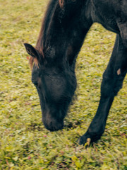 portrait of a black horse on a green meadow