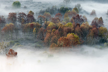 Tutti i colori dell'autunno sulla foresta co n nebbia