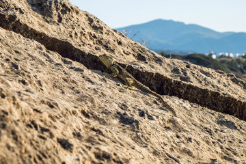 Big green lizard found on Cyprus hiding in the large stone crack.