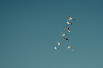 flock of seagulls flying in the sky with clouds