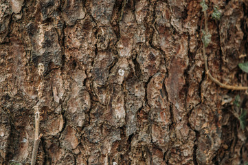 Naklejka premium bark of a tree